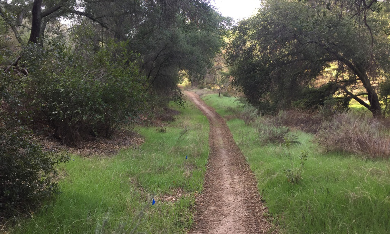 Old road reborn as wilderness trail