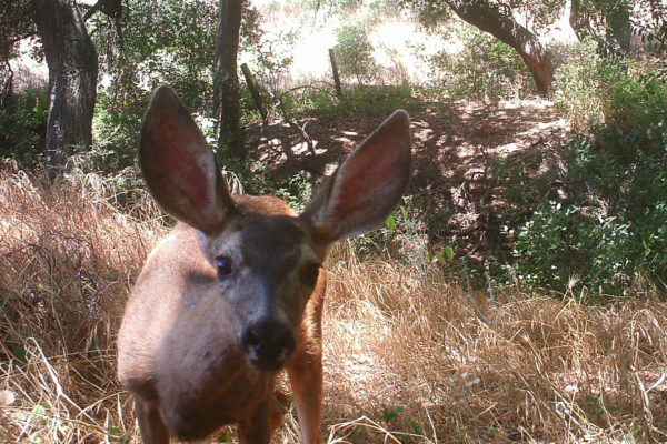 Irvine’s wildlife cams