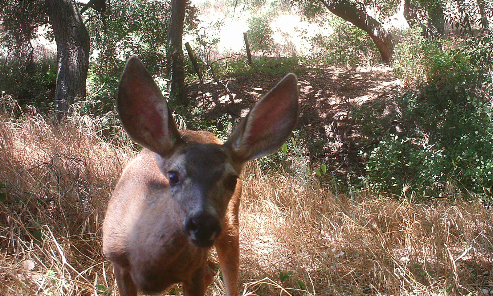 Mule deer on wildlife cam
