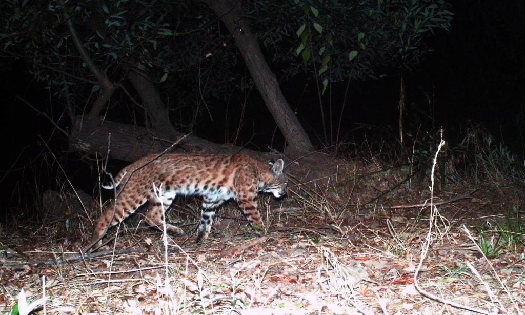 Bobcat on Wildlife Cam