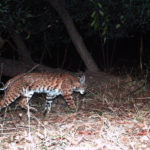 Bobcat on Wildlife Cam