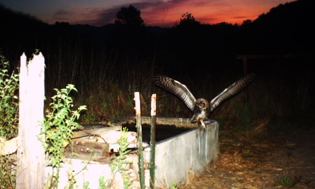 Great Horned Owl on Wildlife Cam