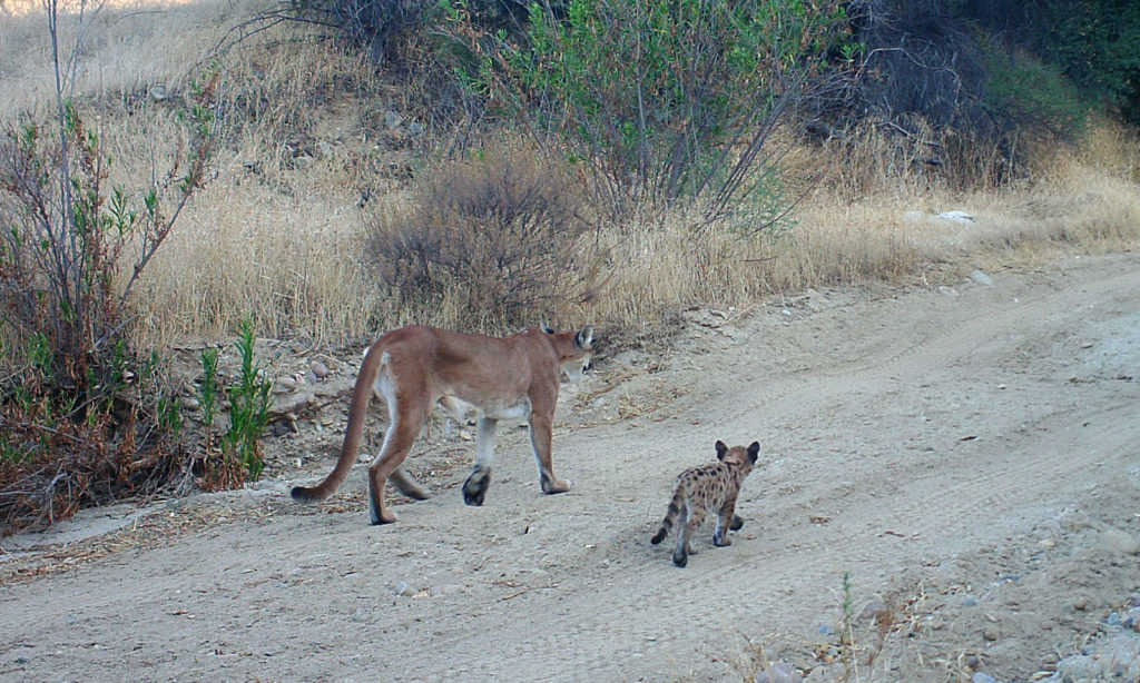 Mountain Lion and Cub on Wildlife Cam