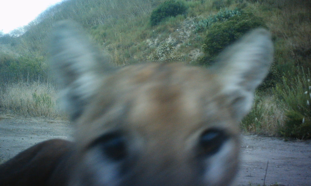 Mountain Lion on Wildlife Cam