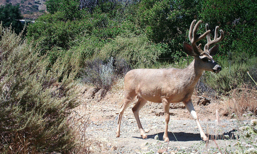 Mule deer on Wildlife Cam