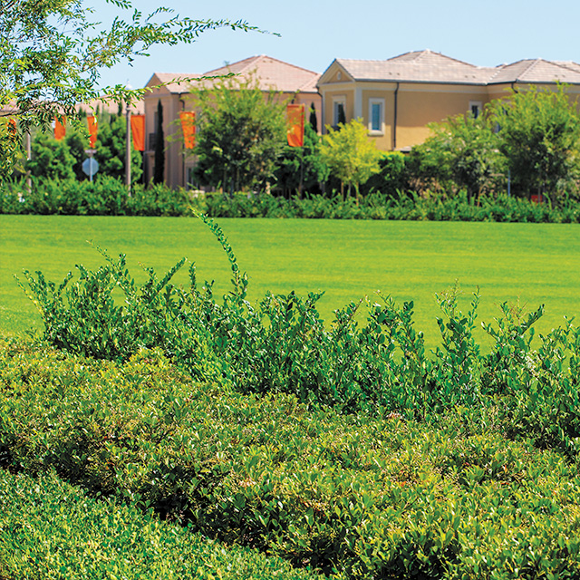 Landscaping irrigated by recycled water.