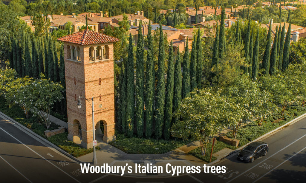 Woodbury’s Italian Cypress trees