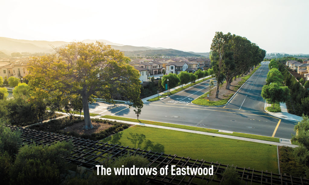 The windrows of Eastwood