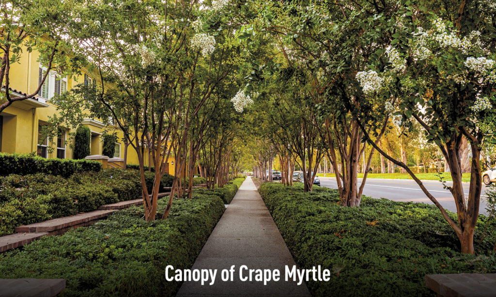 Canopy of Crape Myrtle
