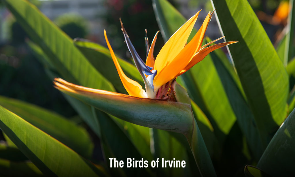 The Birds of Irvine