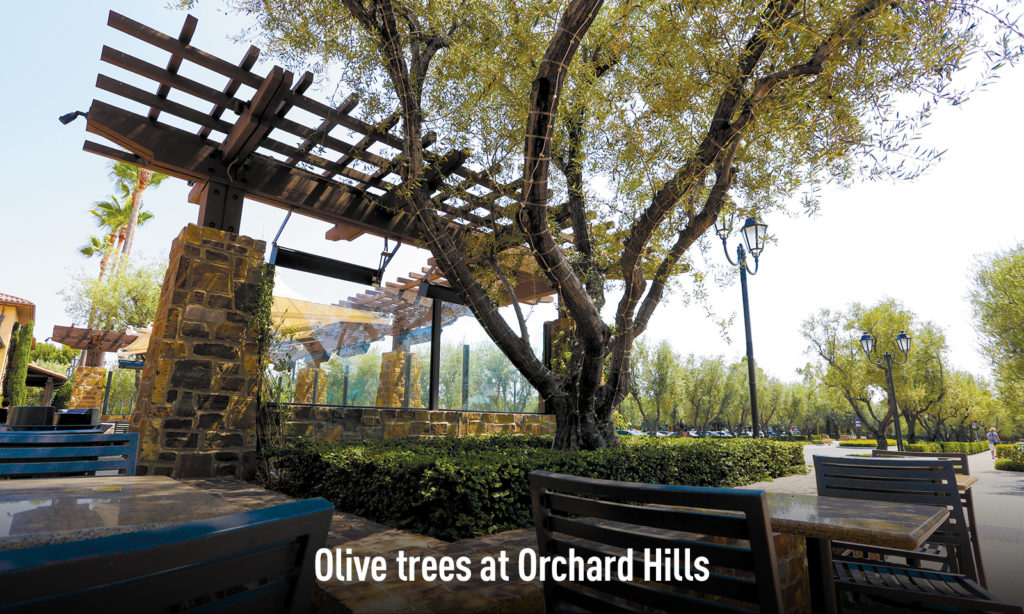 Olive trees at Orchard Hills