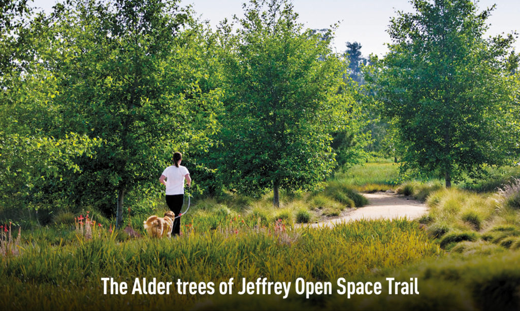 The Alder trees of Jeffrey Open Space Trail
