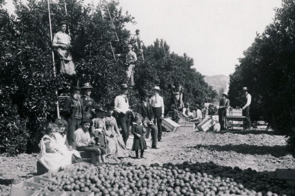 O.C.’s earliest orange groves started here