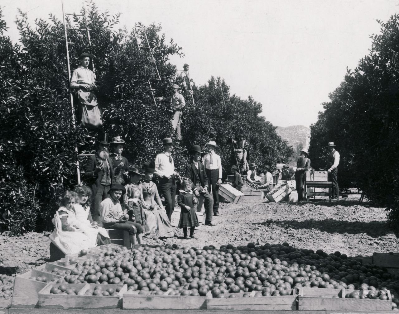 O.C.’s earliest orange groves started here