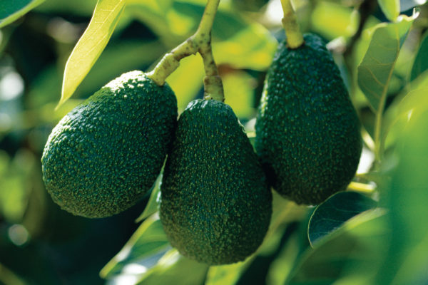 Irvine’s still growing…Avocados