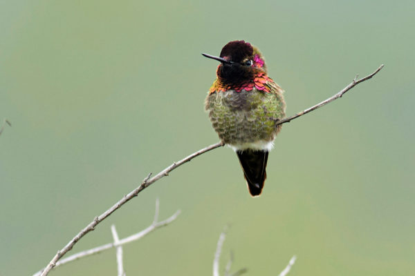 Discover 150-plus birds that visit Irvine, right from your couch