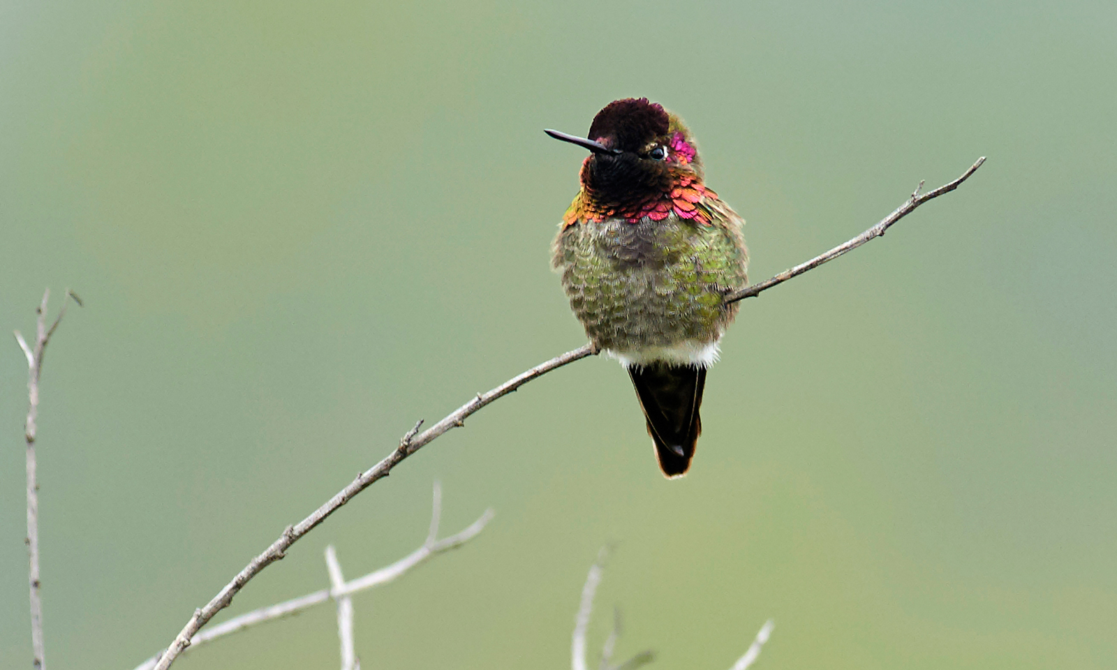 Discover 150-plus birds that visit Irvine, right from your couch