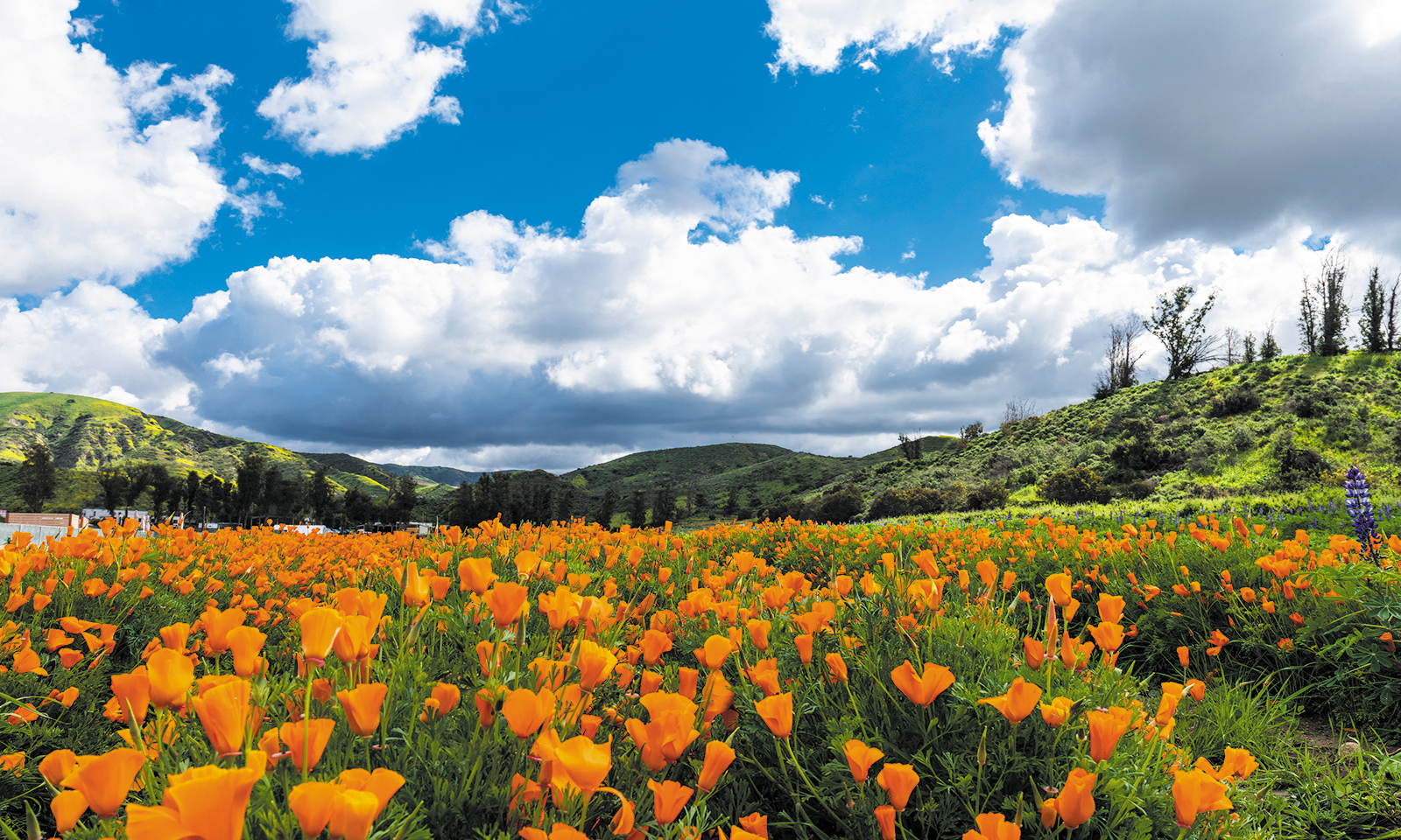 Irvine’s own ‘super bloom’