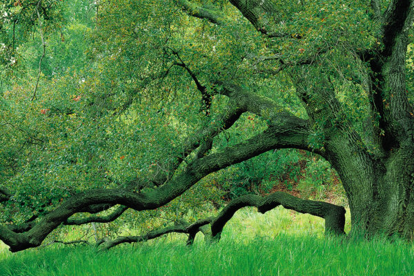 Experience the habitat and wildlife of the Irvine Ranch