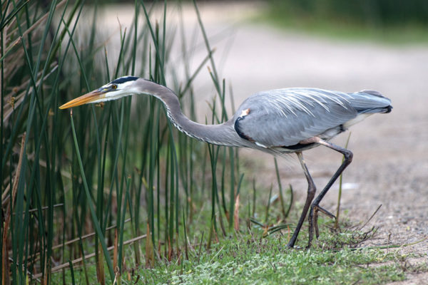 327 species of birds, and counting
