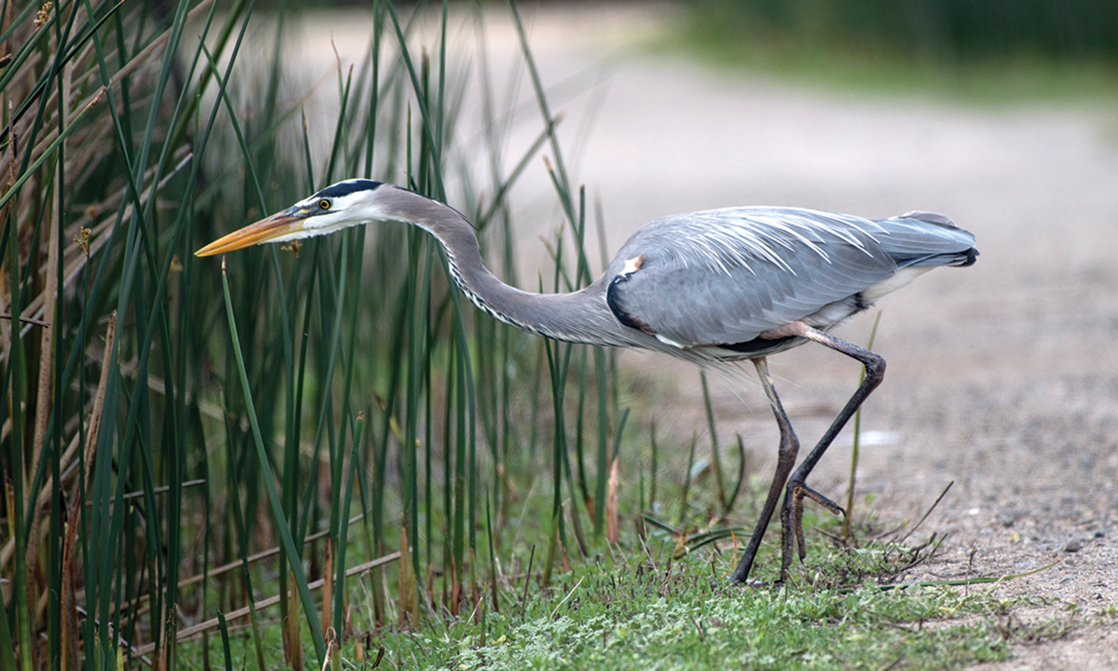 327 species of birds, and counting