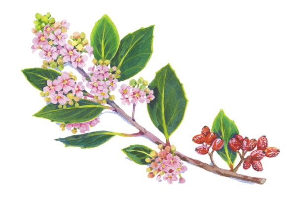California native plant of the month: Lemonade berry