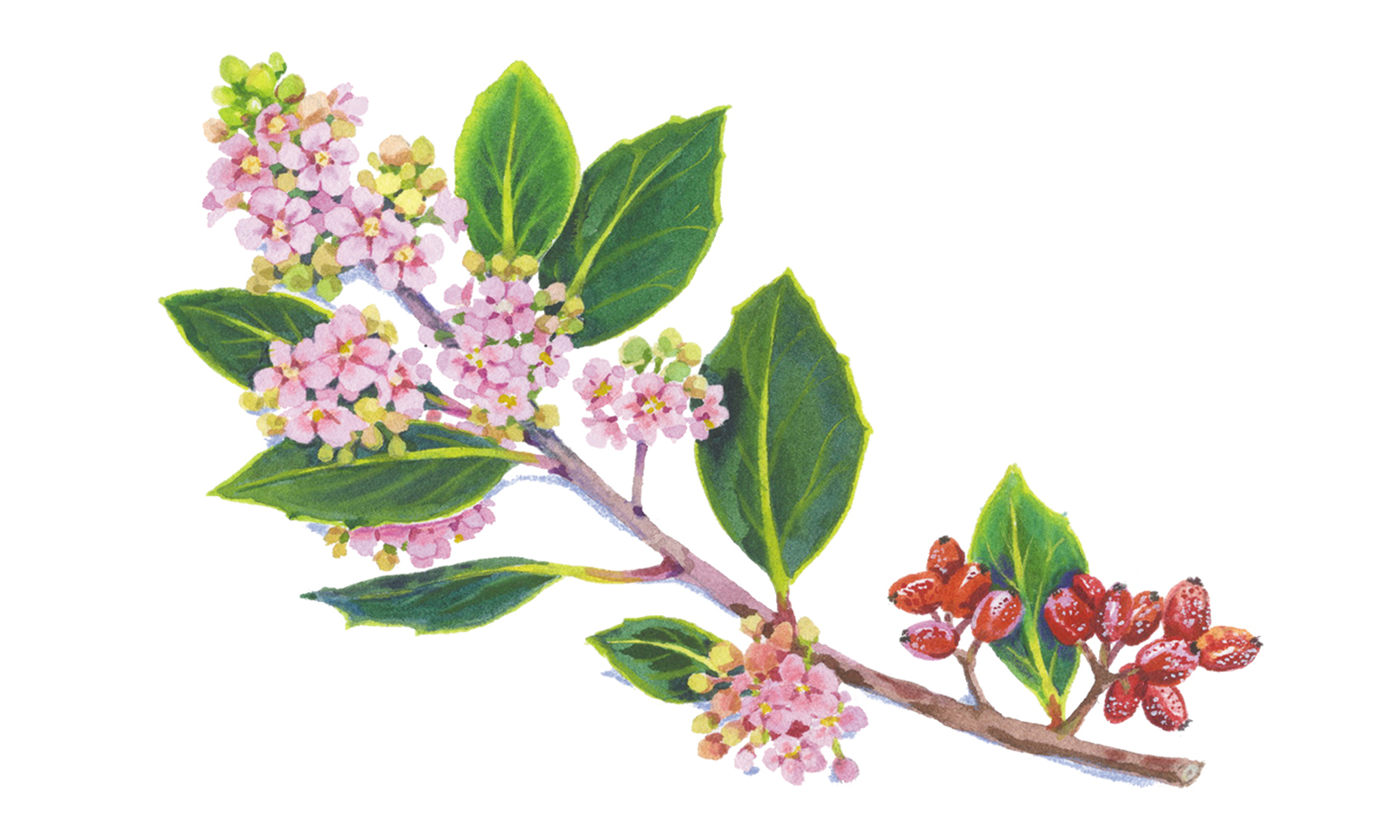 California native plant of the month: Lemonade berry