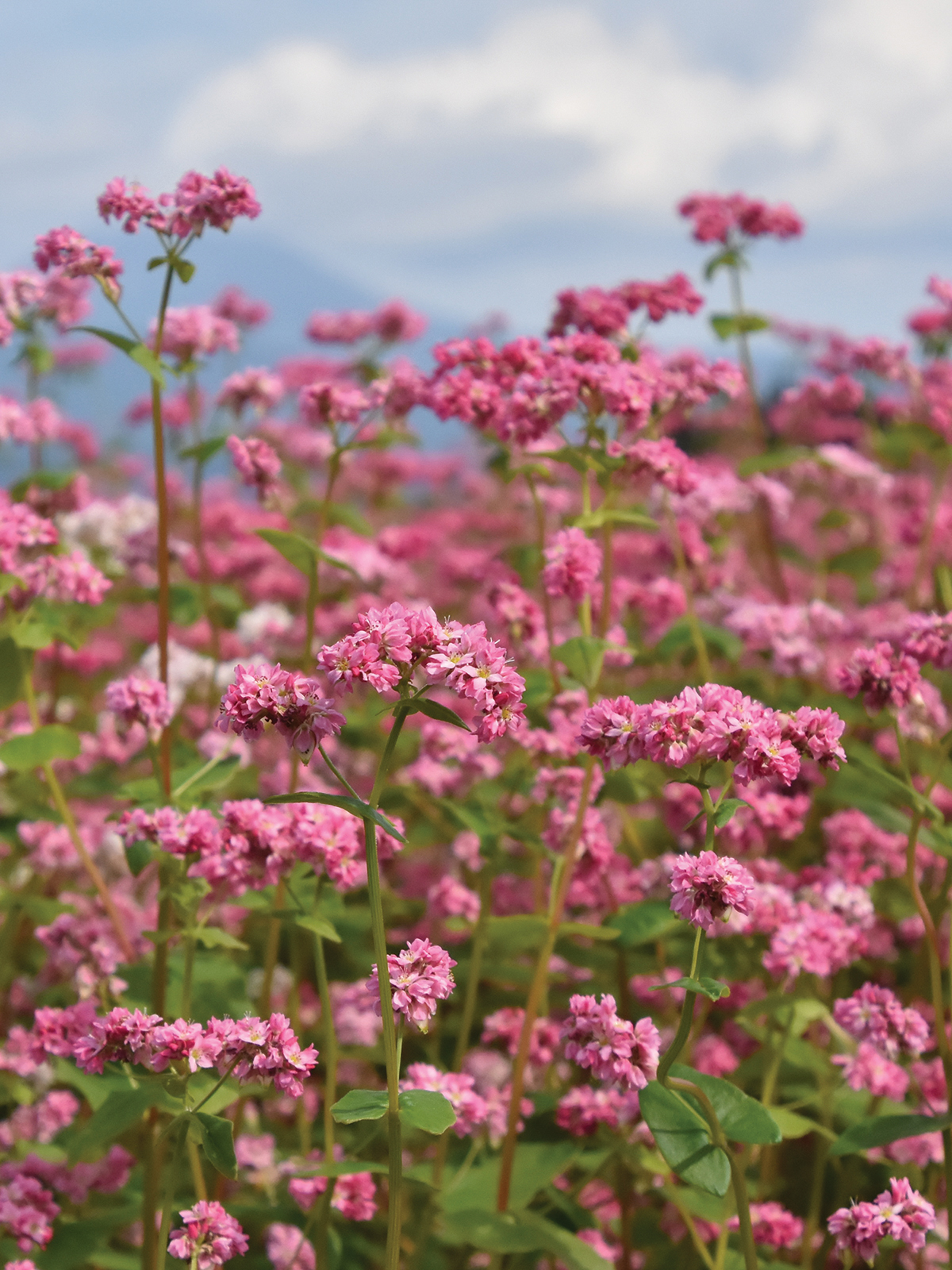 Red buckwheat Irvine Standard