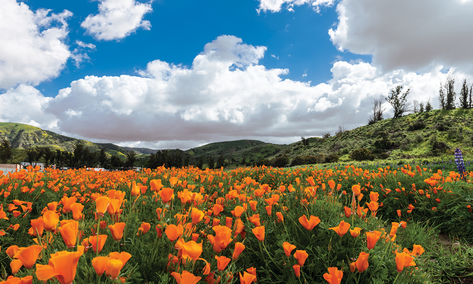 Be a wildflower expert on your next hike