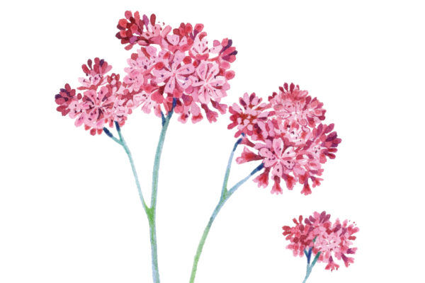 Red buckwheat