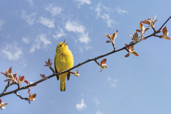 Naturalist: Immerse yourself in nature