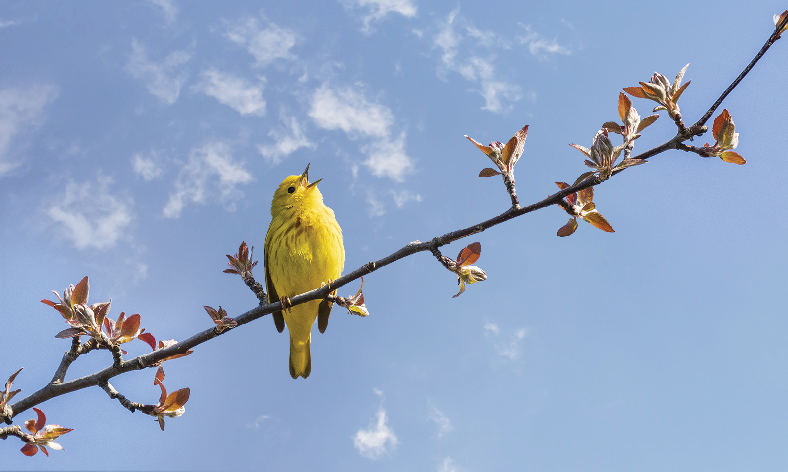 Naturalist: Immerse yourself in nature