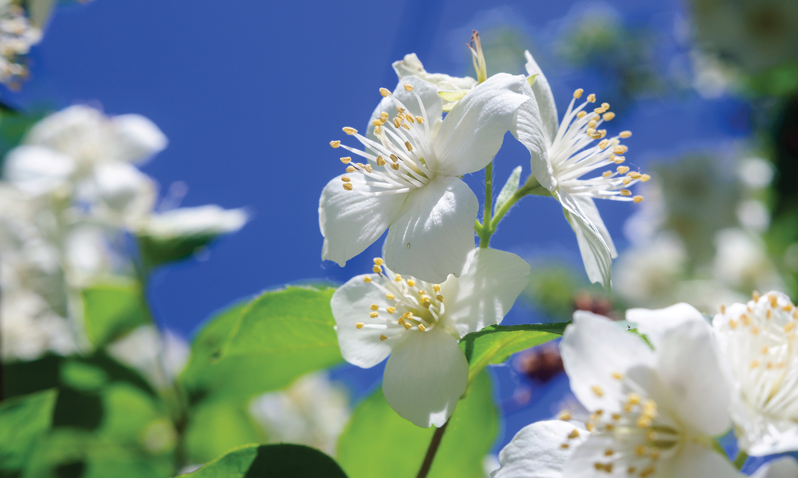 Aromatic native plants bring sensory dimension