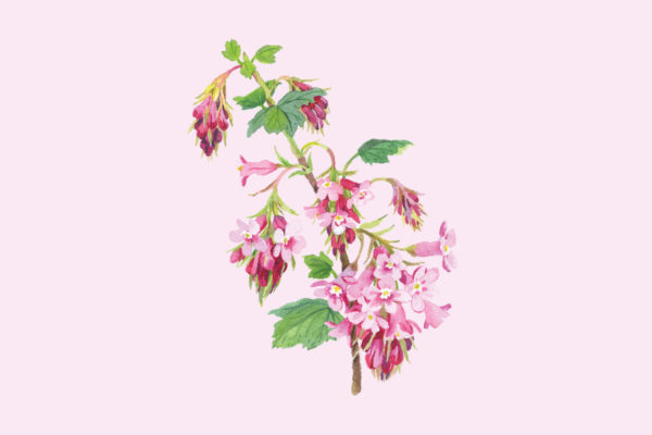 Native plant of the month: Chaparral currant