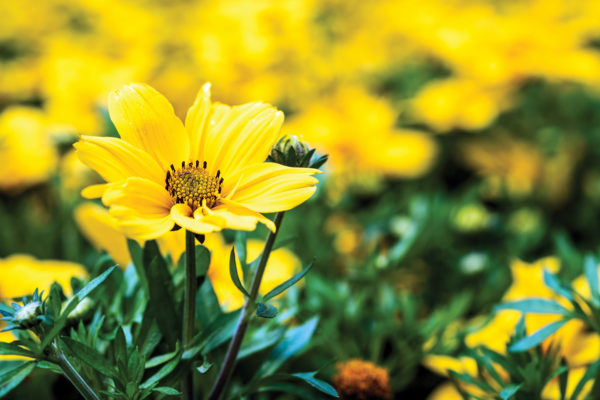 Watering and gardening tips for September