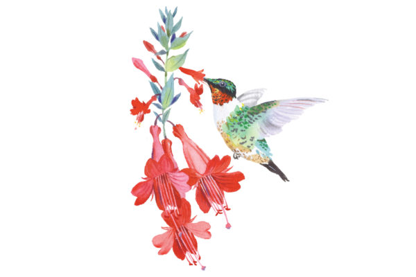 Native plant of the month