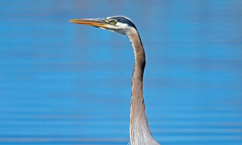 Blue Heron In Upper Newport Bay In Newport Beach, CA