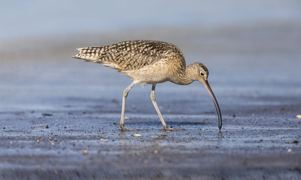 o Long Billed Curlew In Upper Newport Bay In Newport Beach, CA