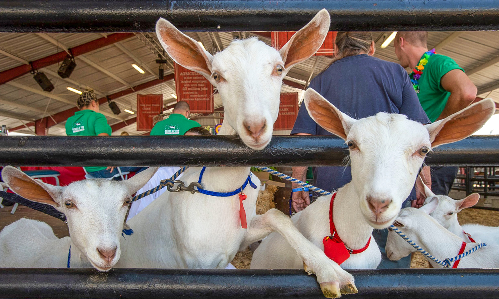 OC Fair: From sheep to Squishmallows