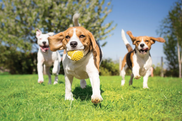 Central Bark Dog Park is Irvine’s top place for pups
