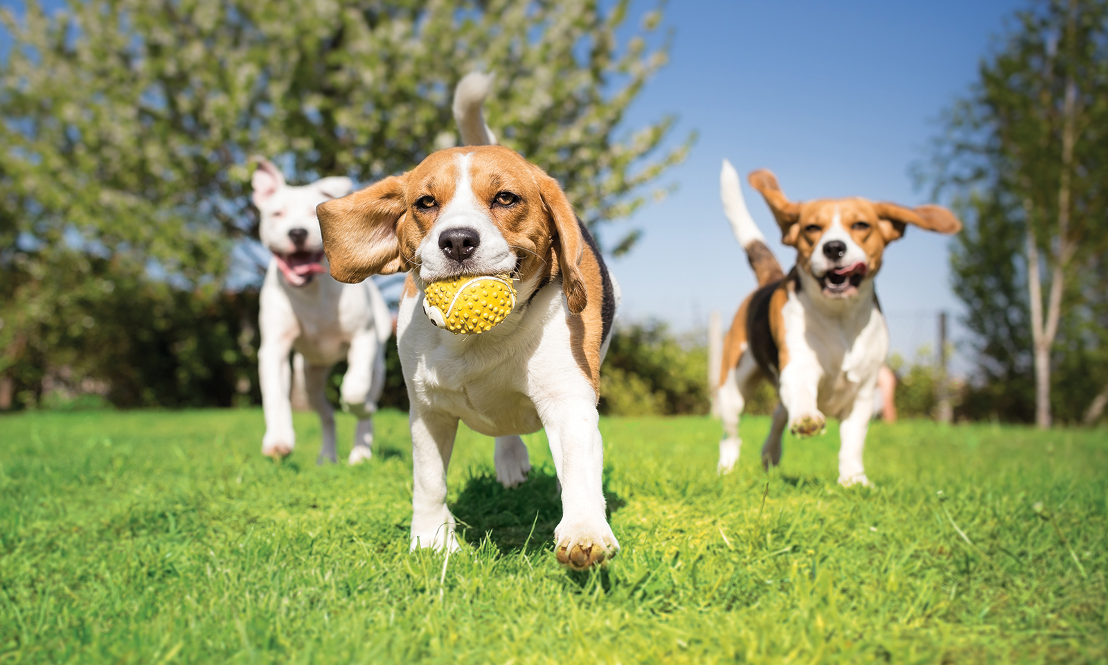 Central Bark Dog Park is Irvine’s top place for pups