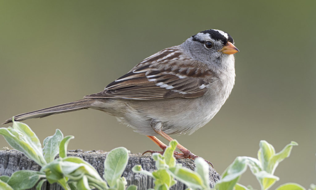 Birds to watch at your village park