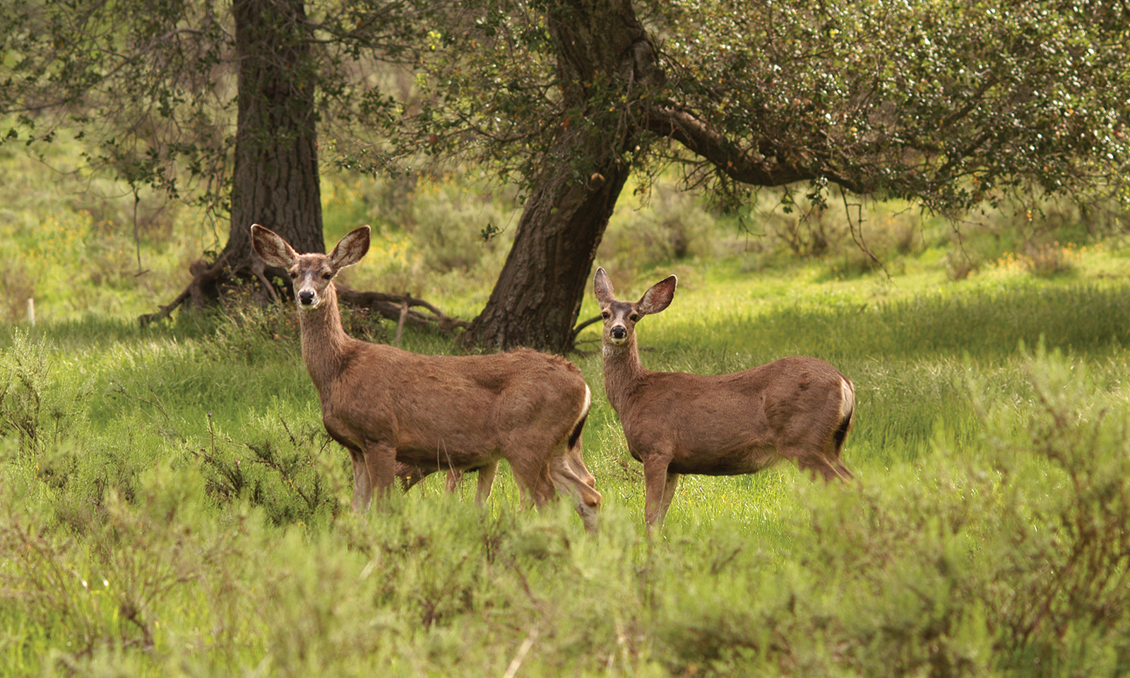 Sign up for Irvine Ranch guided hikes