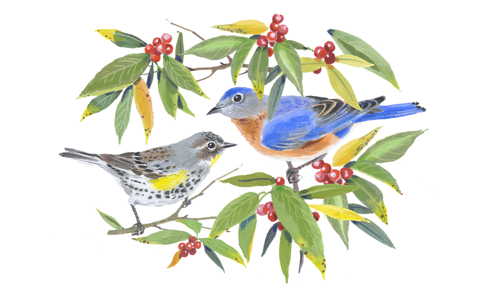 Birds to watch at your village park