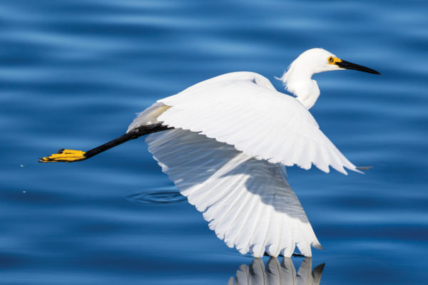 Migrating birds return to Upper Newport Bay