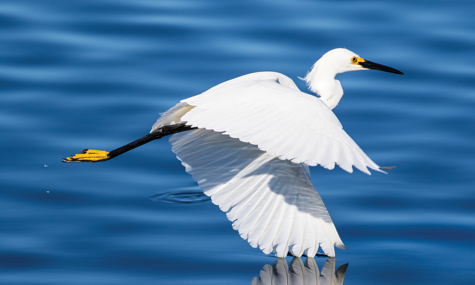 Migrating birds return to Upper Newport Bay