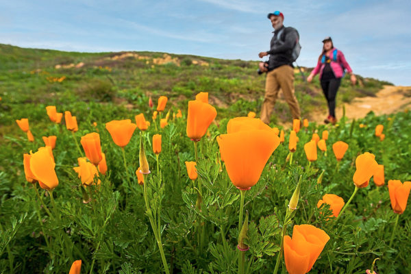 Be a wildflower expert on your next hike