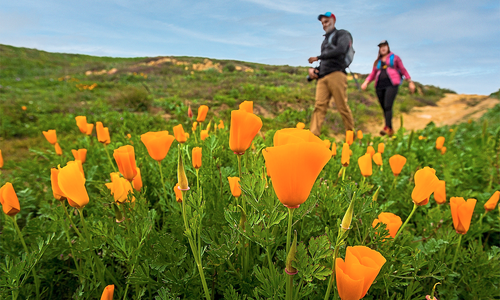 Be a wildflower expert on your next hike