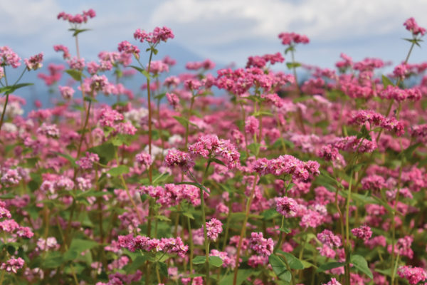 CALIFORNIA NATIVE PLANT OF THE MONTH