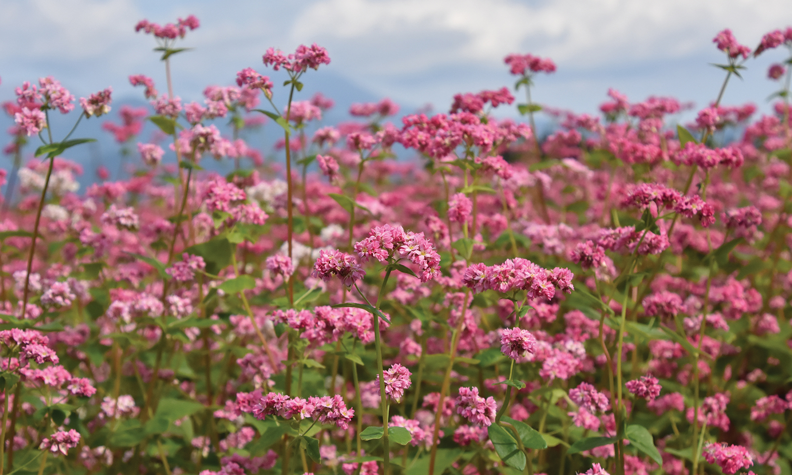 CALIFORNIA NATIVE PLANT OF THE MONTH